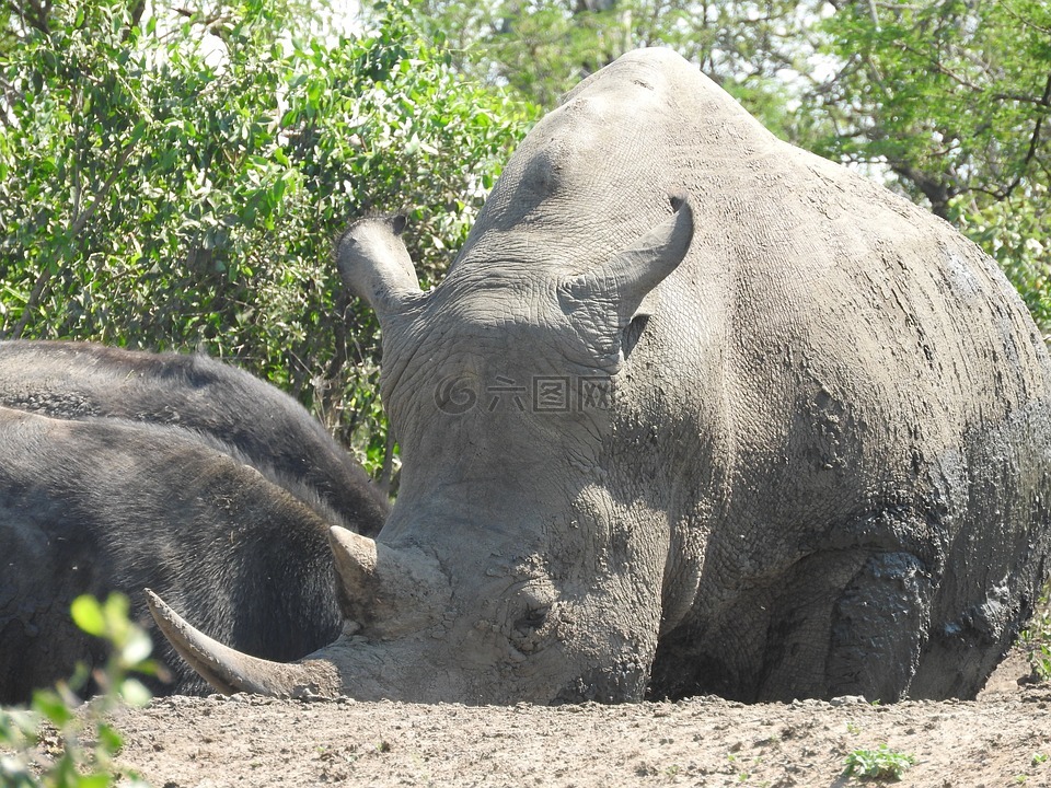 犀牛,南非,赫卢赫卢韦