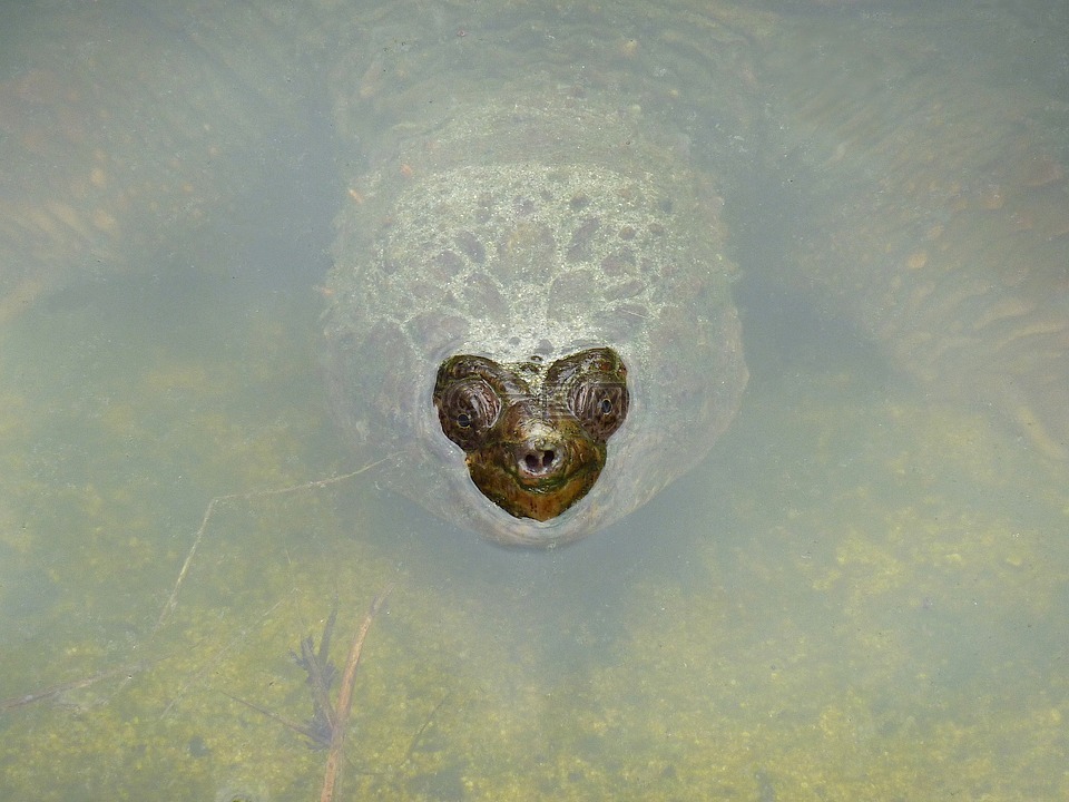 巨龟,水,出现
