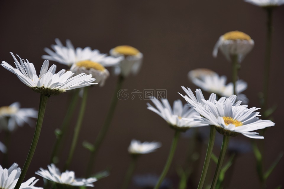 雏菊,白色的雏菊,白色的花