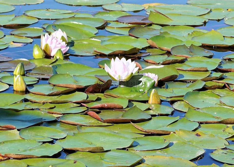 睡蓮,池塘,開花