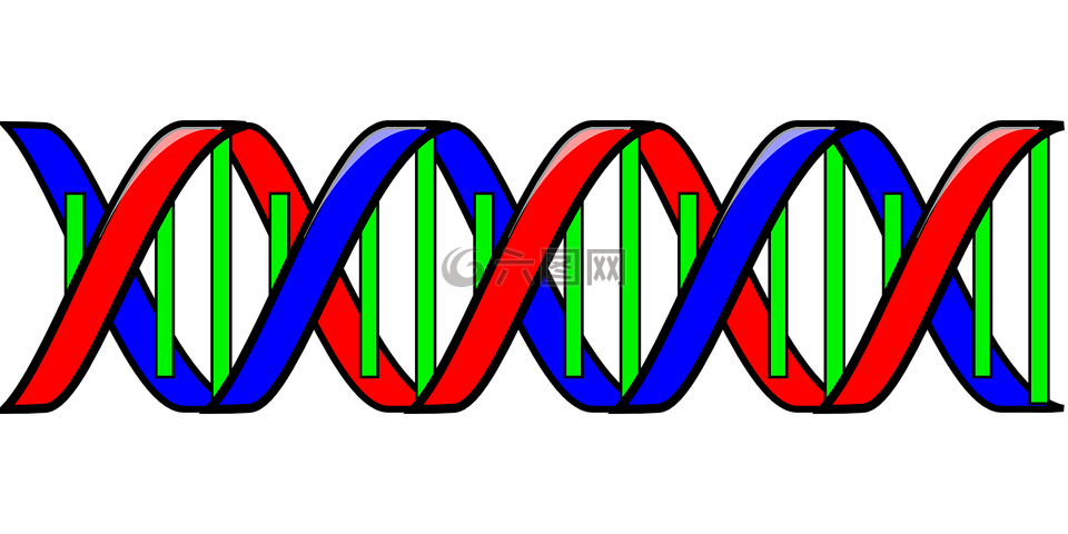 dna,遗传密码,双螺旋结构
