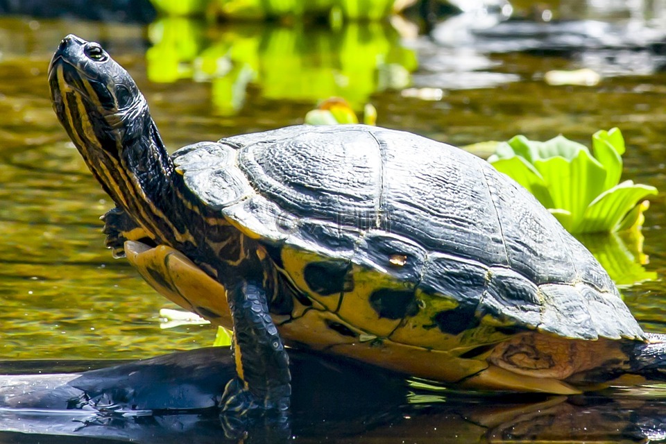 水龟品种 纯水图片