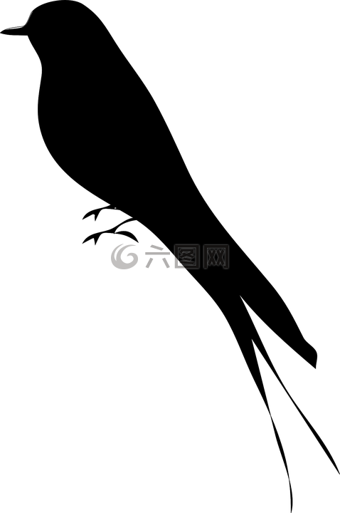 鸟,侧影,只知更鸟