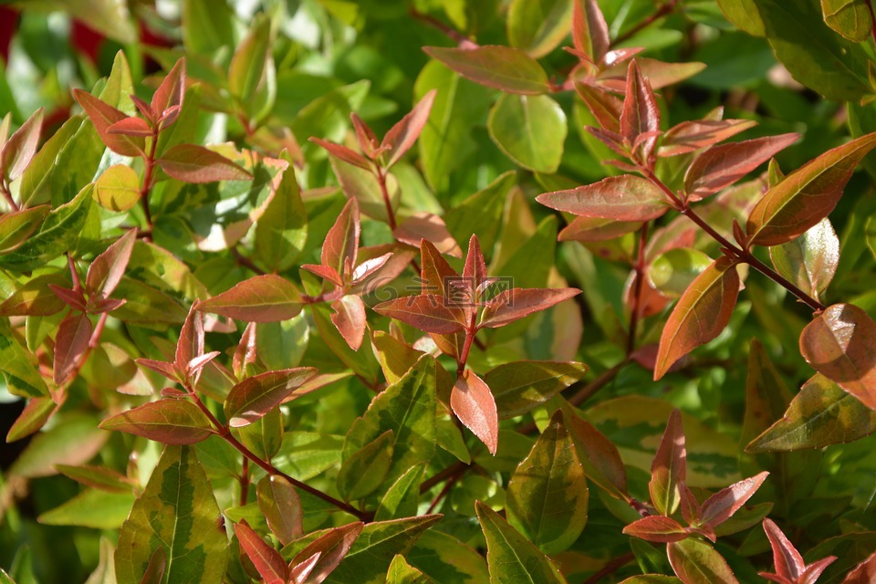 片abélia,葉子,植物