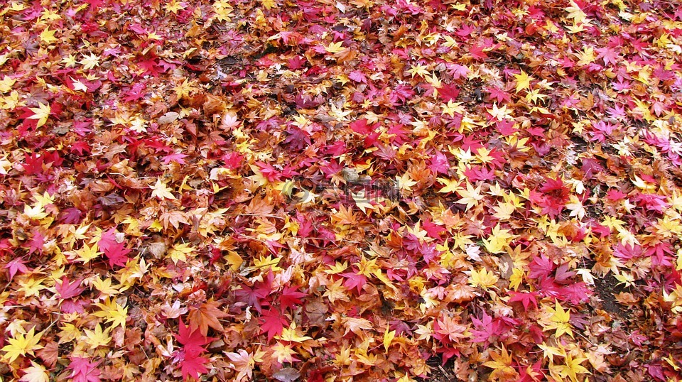 落叶,日本的秋天,枫叶地毯