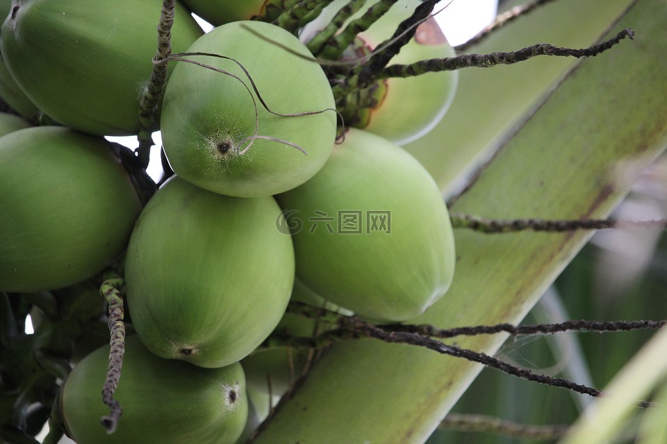 椰子,椰子树,泰国