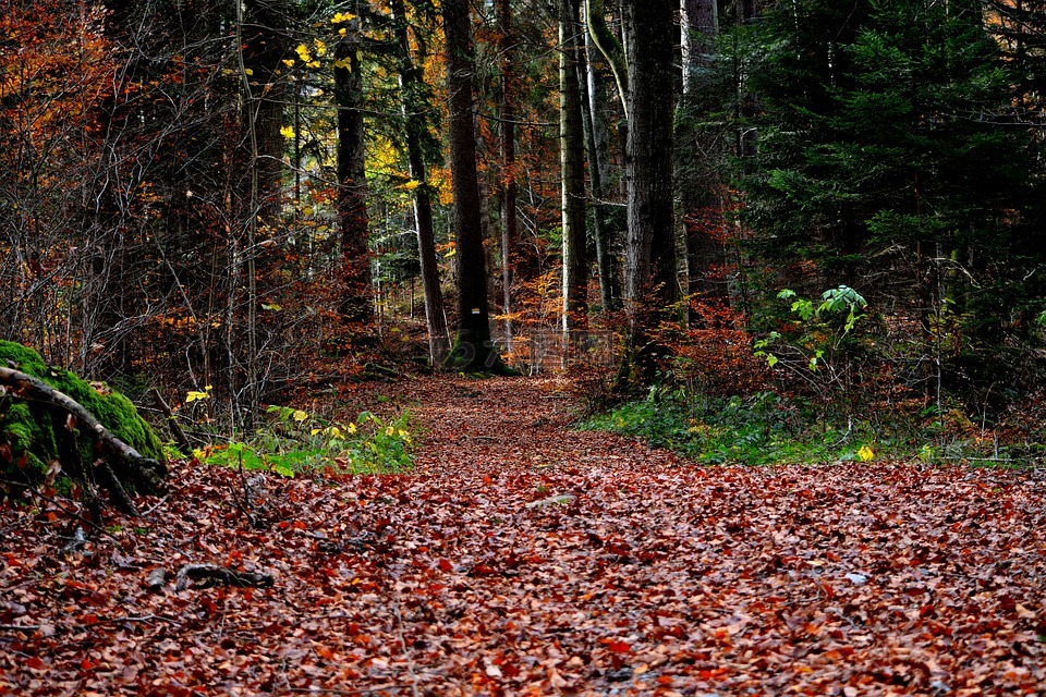 森林路径,森林,秋季