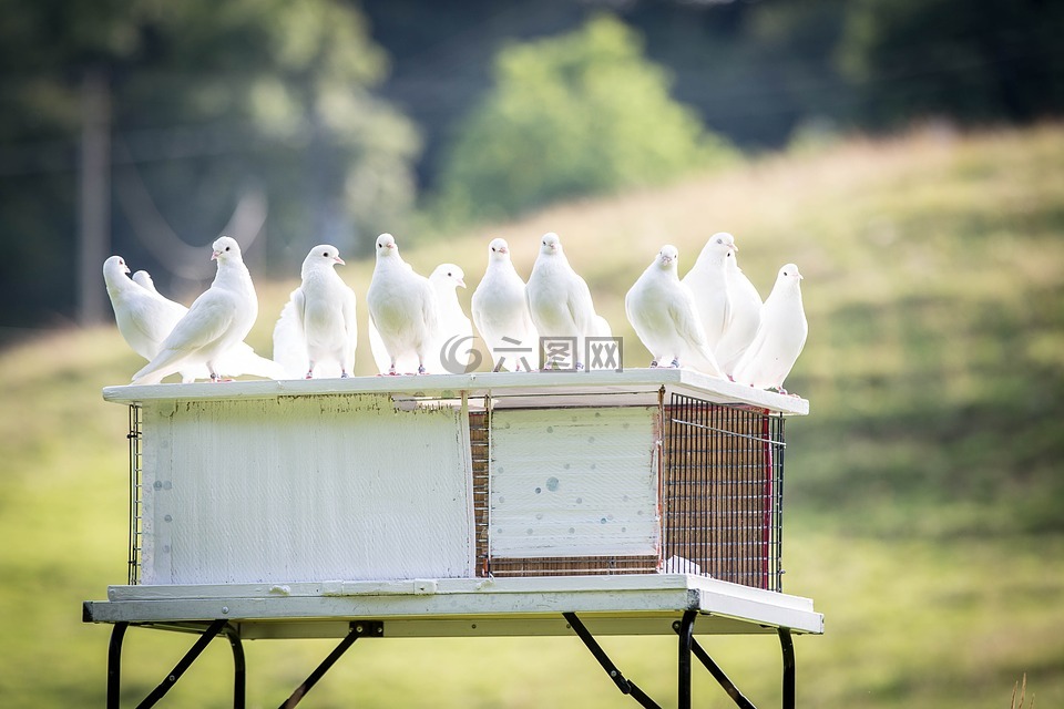 白色的鸽子,鸽棚,鸟