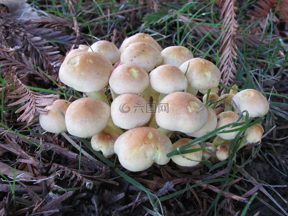 蘑菇,金针,真菌