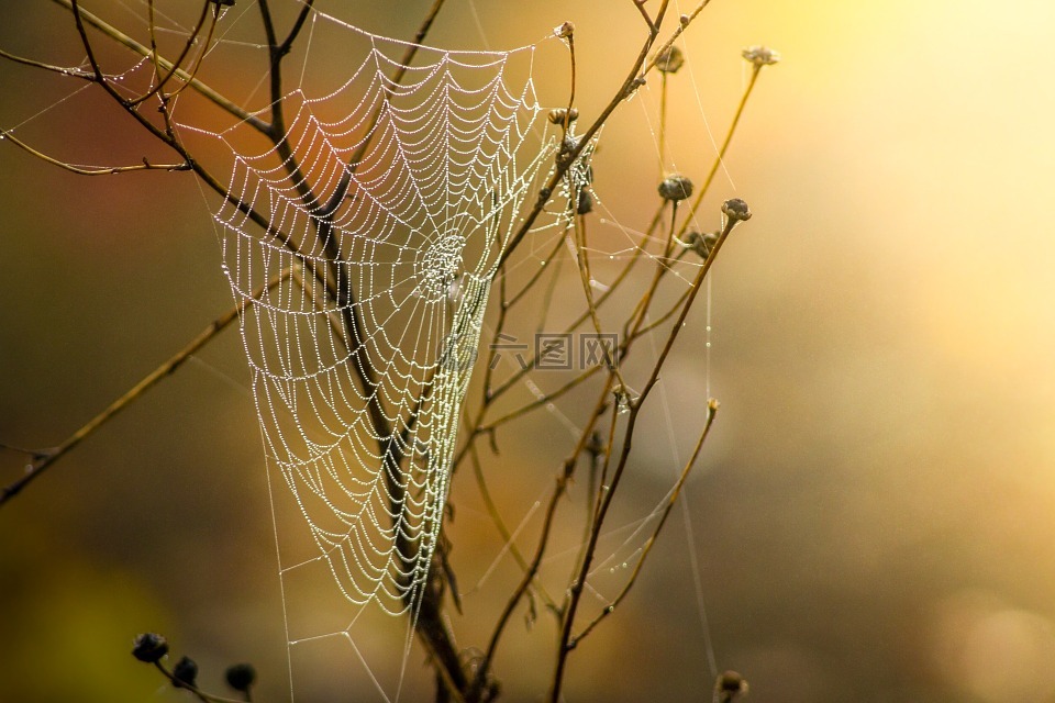 蜘蛛网,露水,性质