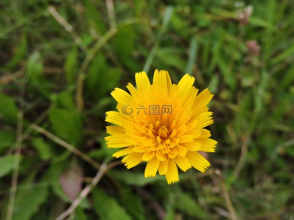 hawkweed,开花,黄色