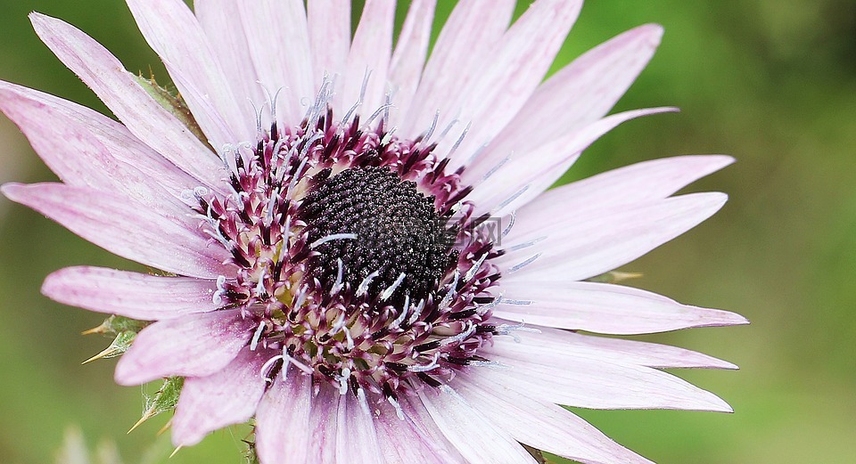 紫蓟,berkheya菊,刺花