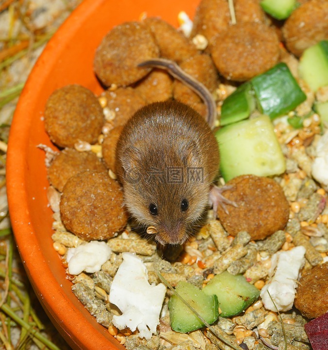 矮鼠,可爱,食品