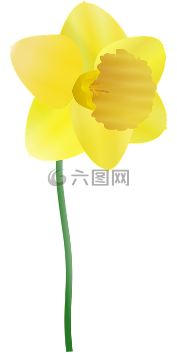 喇叭花,黄色,花