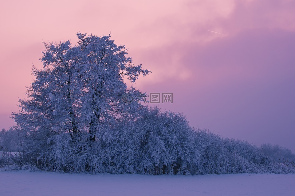 树,冬季,日落
