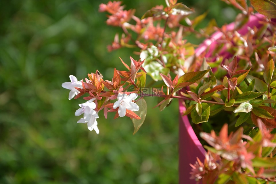 花小abélia,白,红色和绿色的枝叶