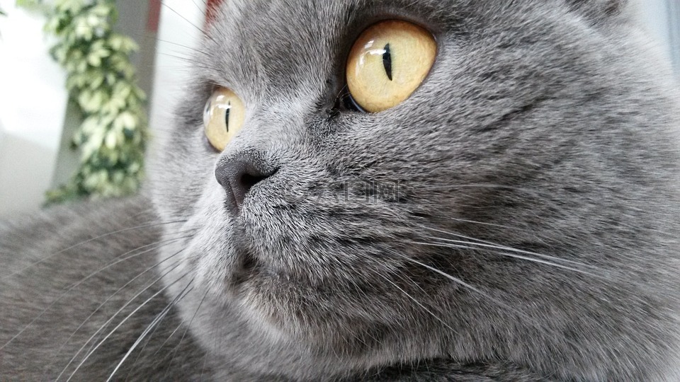猫英国人琥珀色的眼睛