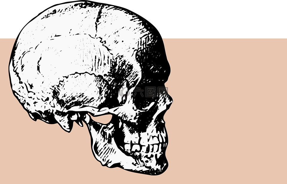 骨骼,头骨,死亡