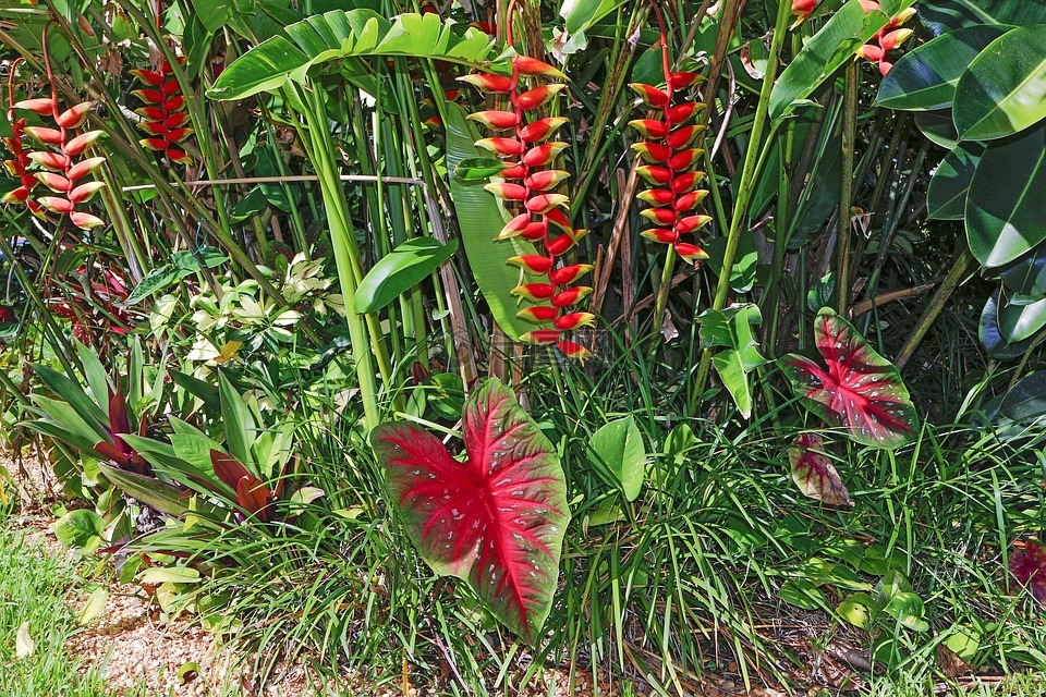 热带植物,普拉塔尼,花叶