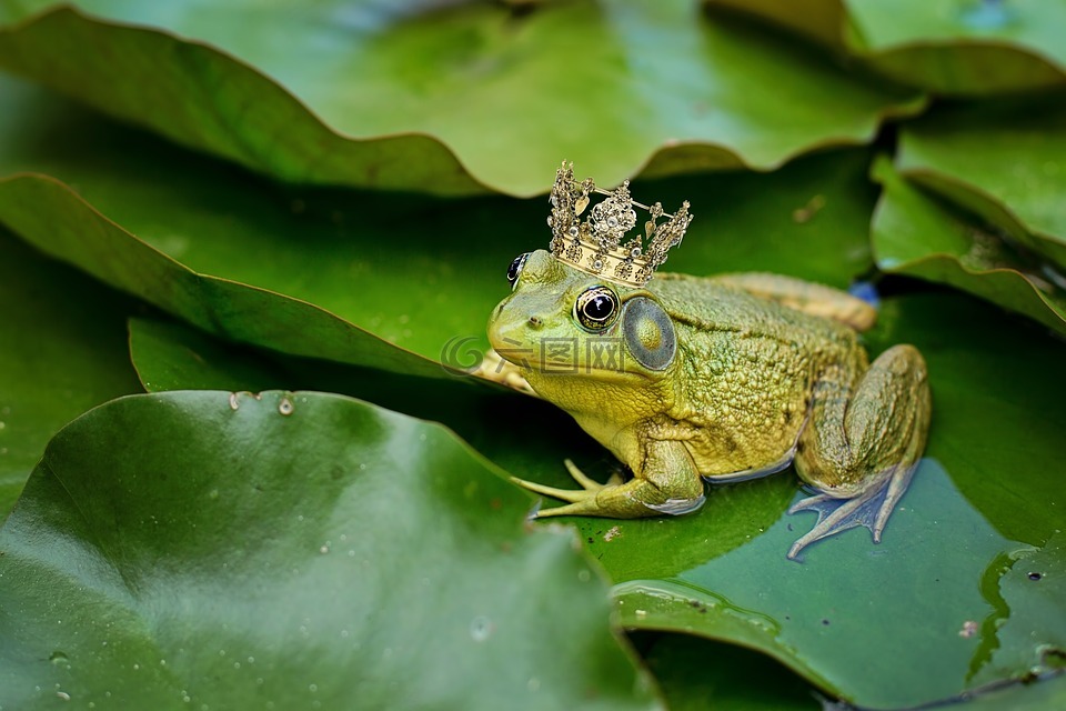 牛蛙,绿色,池