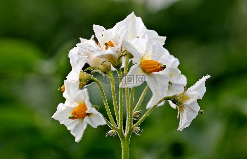 土豆花,马铃薯,鲜花