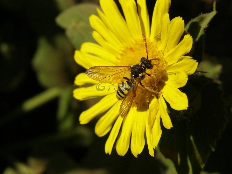黄蜂,昆虫,种子高利贷的花