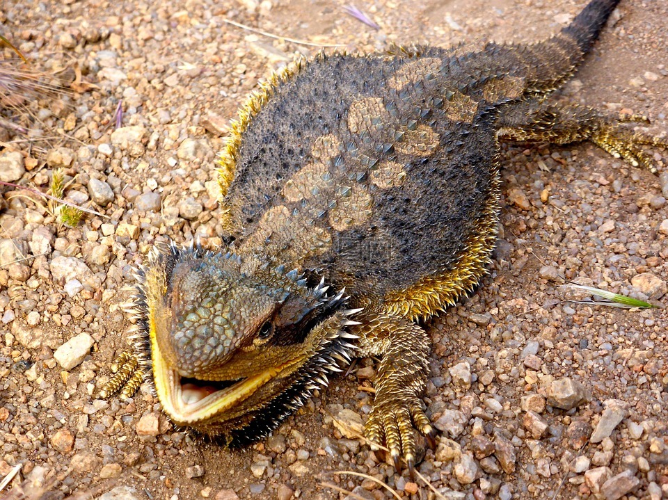 蜥蜴,胡子的龙,澳大利亚