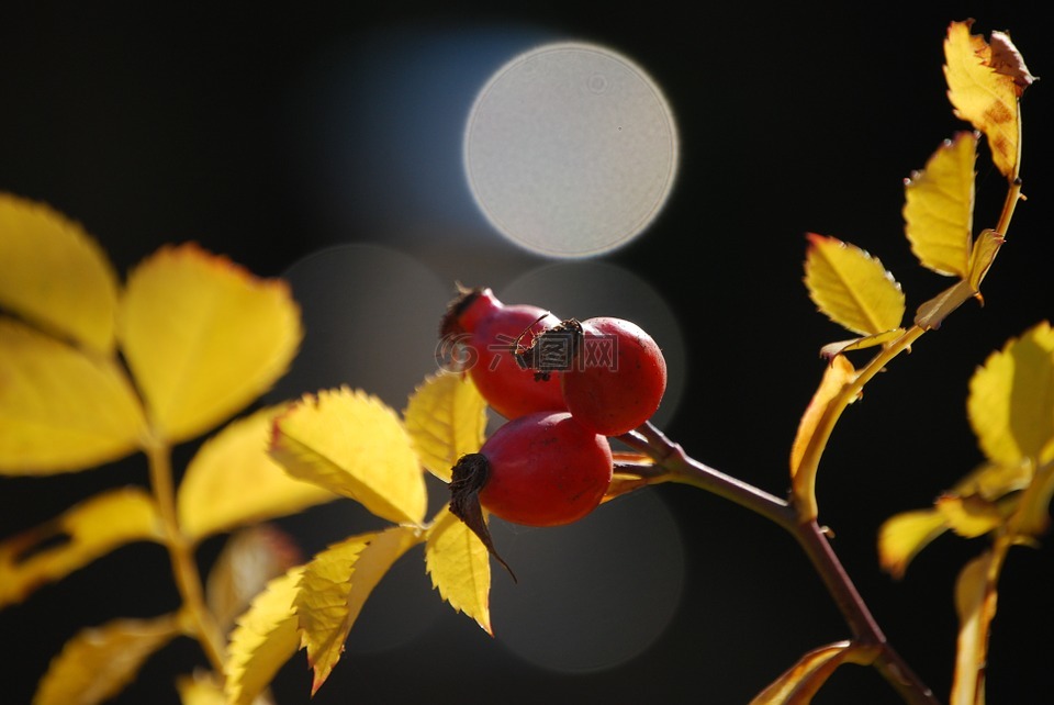 玫瑰果,秋天的果子,红色