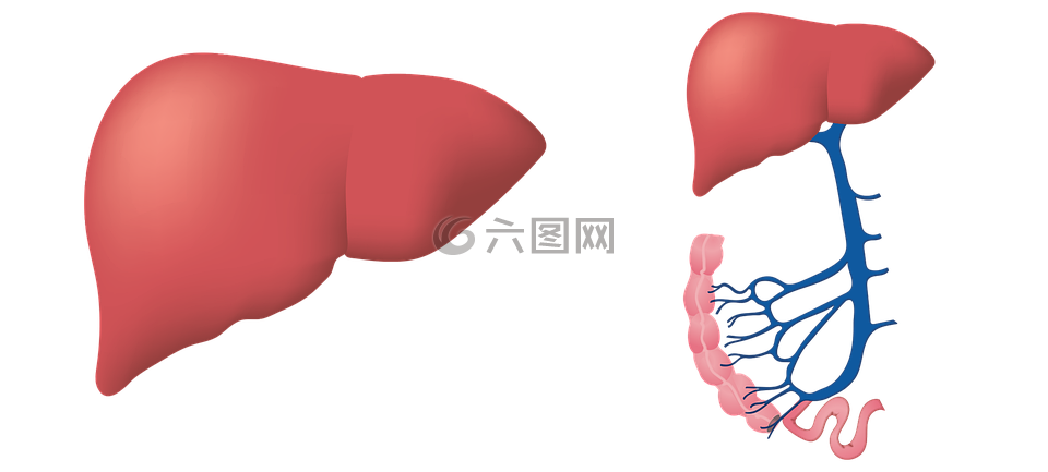 肝,生物学,医疗