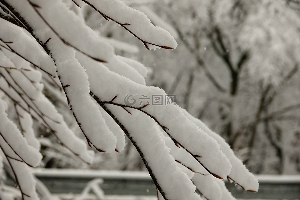 雪树枝,雪,冬天