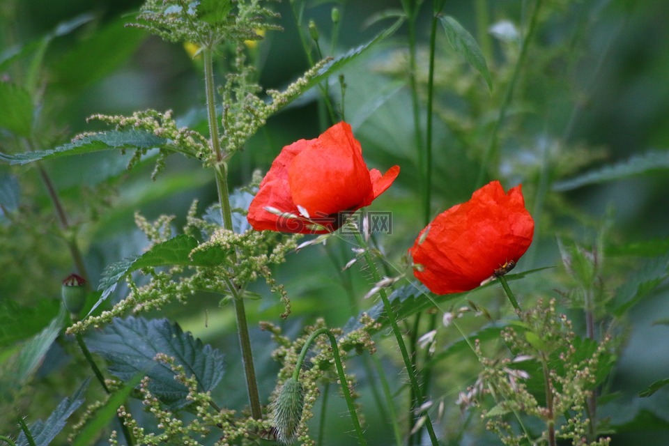 罂粟花,鲜花,国家