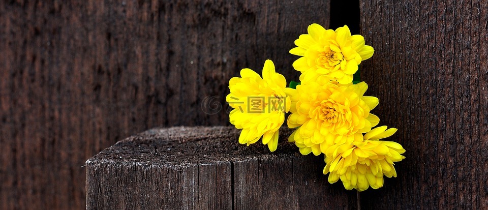 菊花,鲜花,黄色