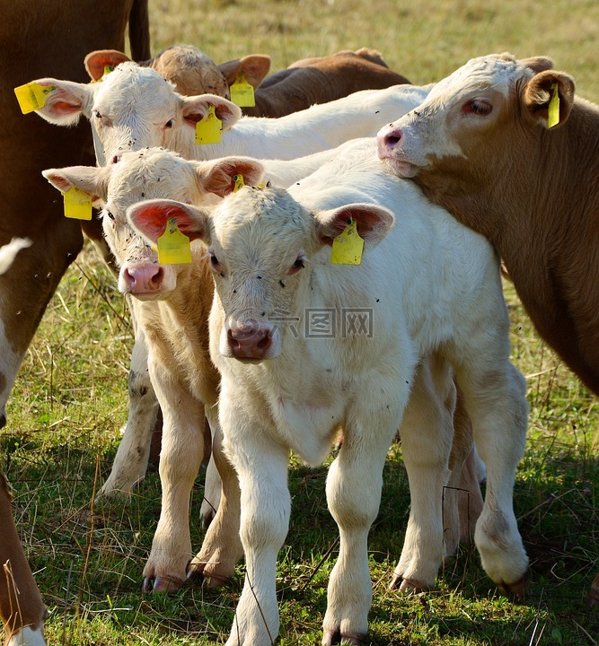 小牛,幼畜,牛肉