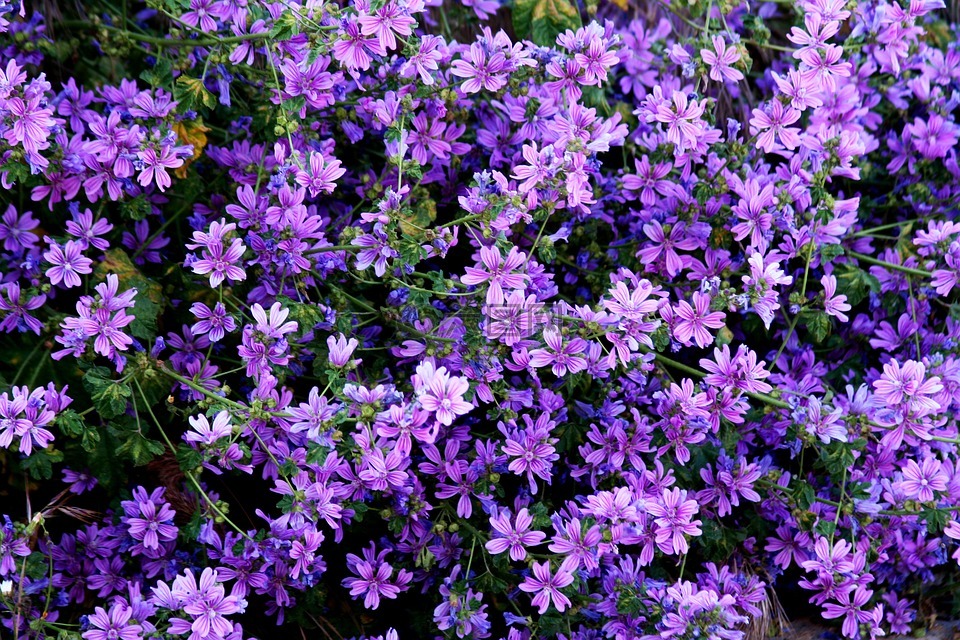 野花,紫色,紫罗兰色