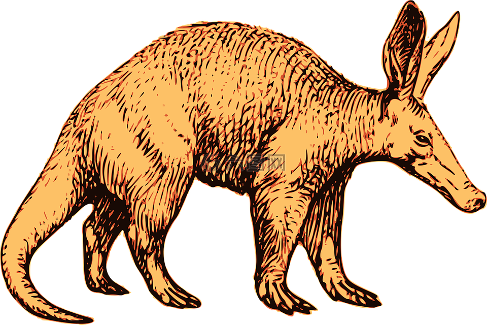 aardvark,非洲,动物