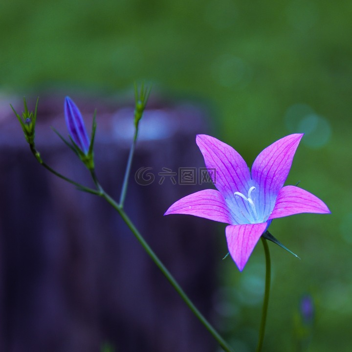 花,紫色,花的