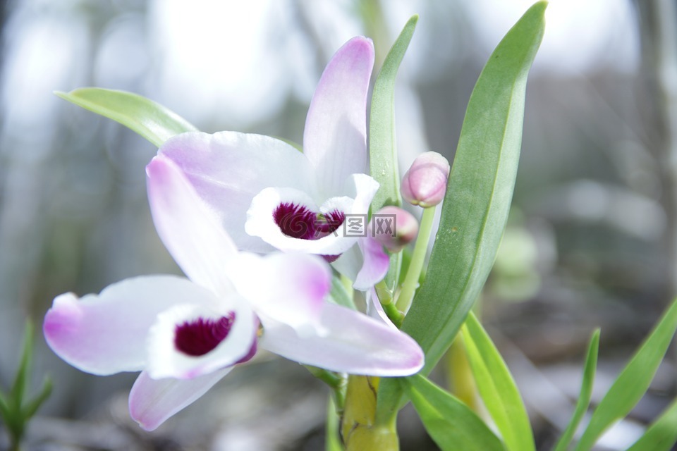 花卉,orquidea,植物