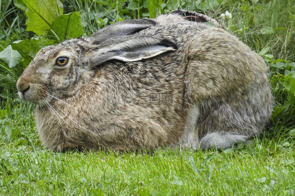 棕色野兔,性质,夏天