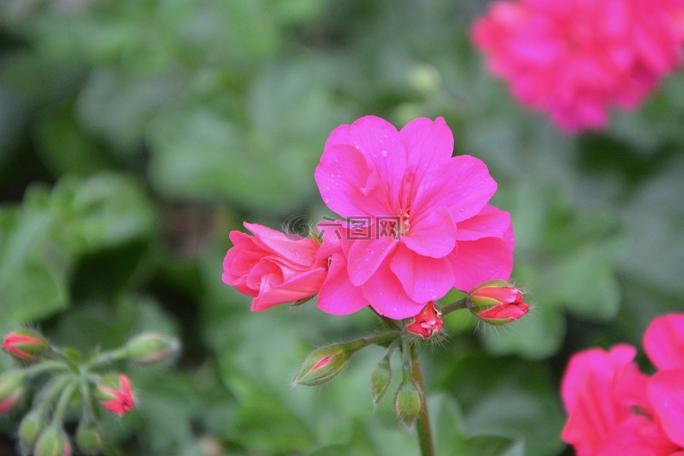 天竺葵,粉紅色的花朵,花瓣