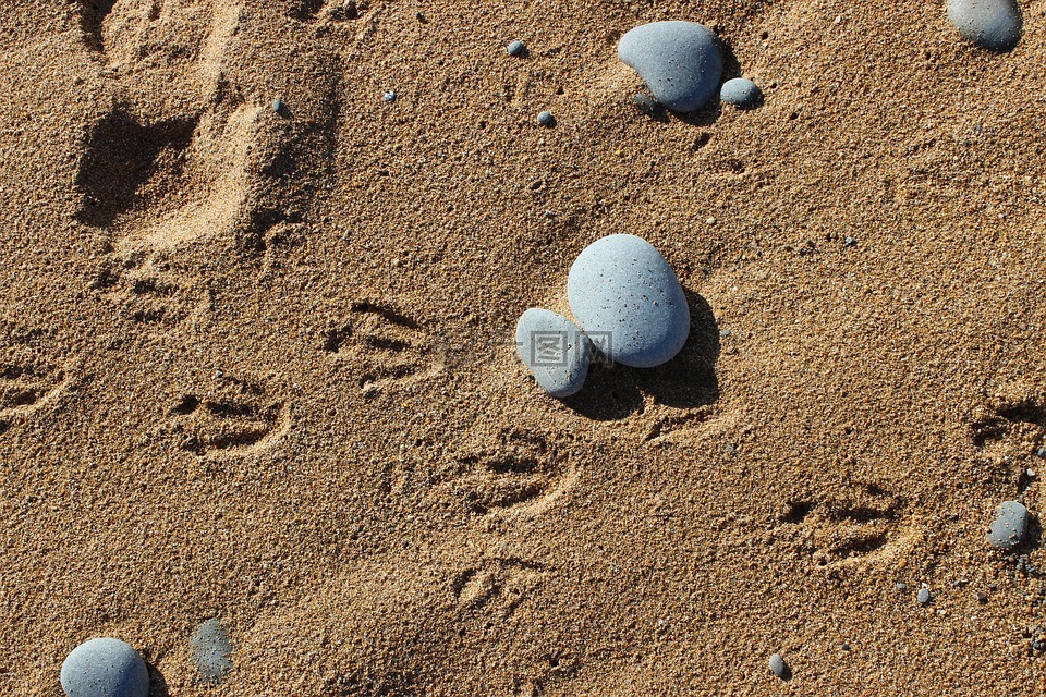 企鹅,在沙子里的脚印,动物轨道