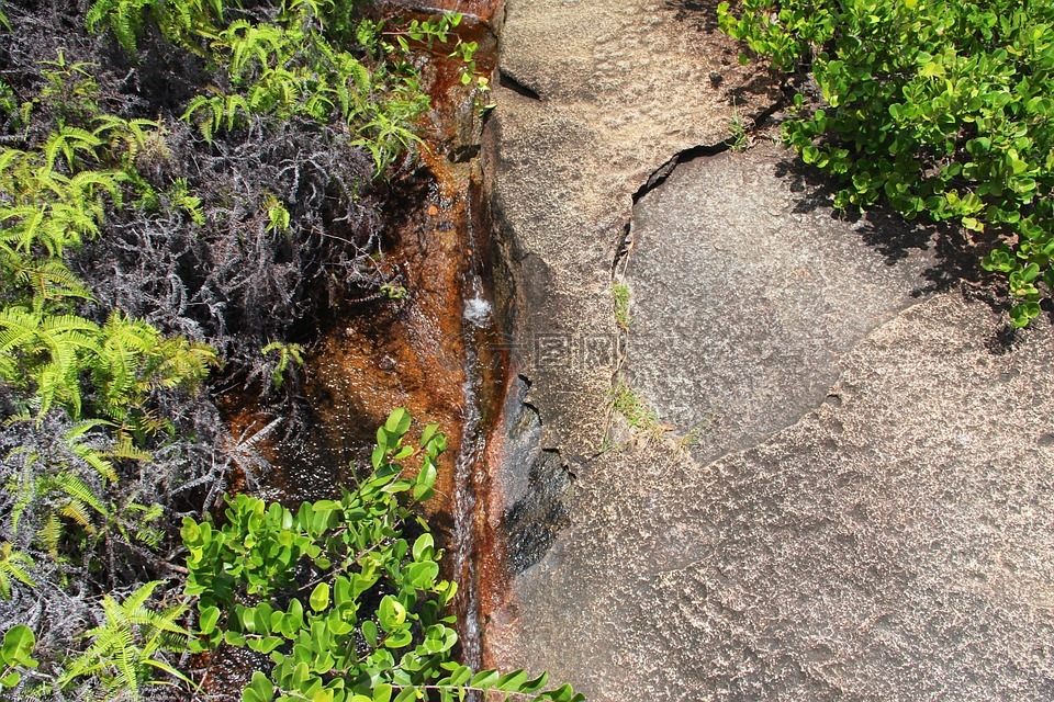 岩,植物,活