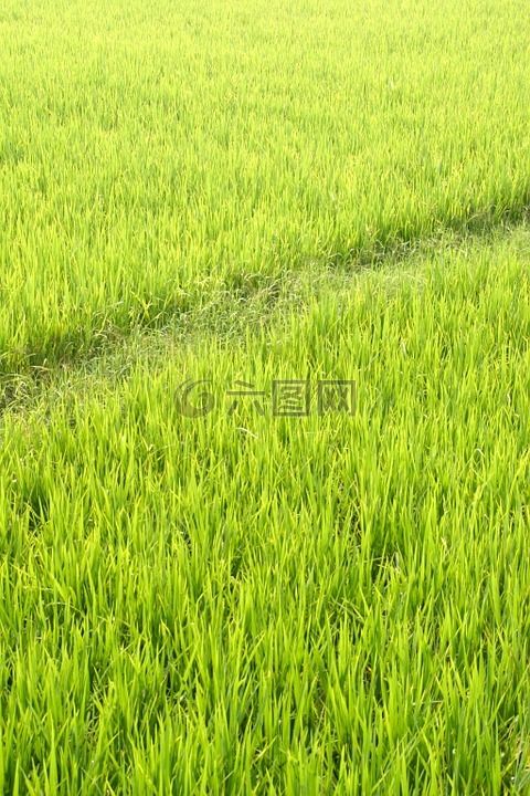 水稻,种植园,水稻种植
