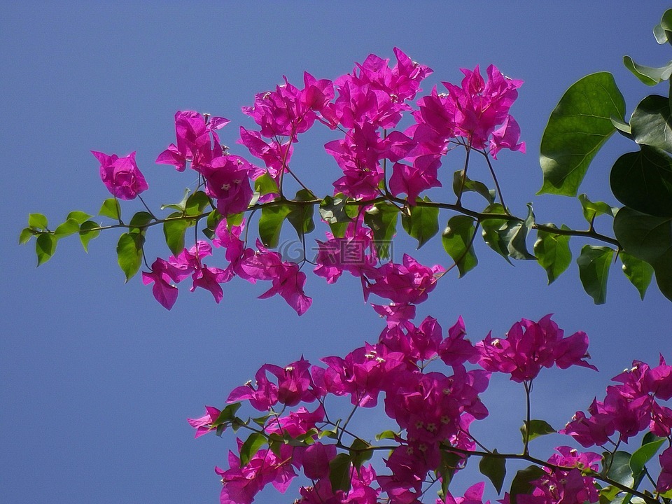 三朵花,马尔代夫,鲜花