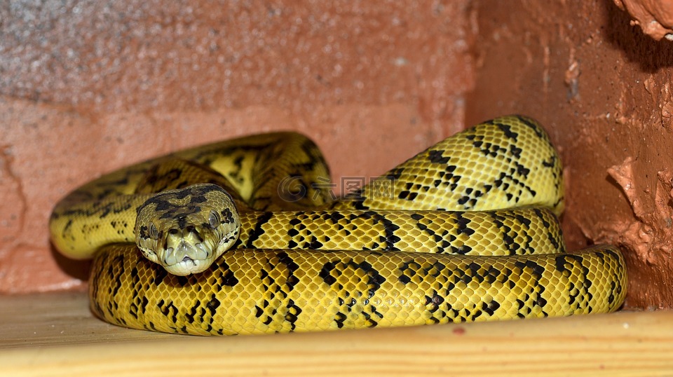 蛇,捆绑在一起,黄色黑色