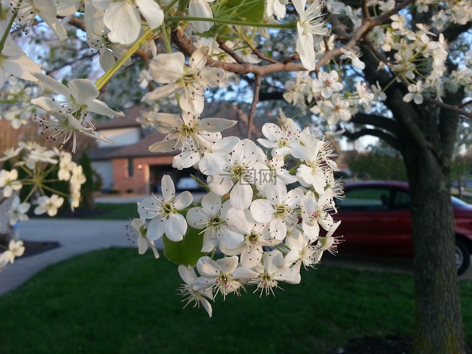 梨花,春,棵开花的树