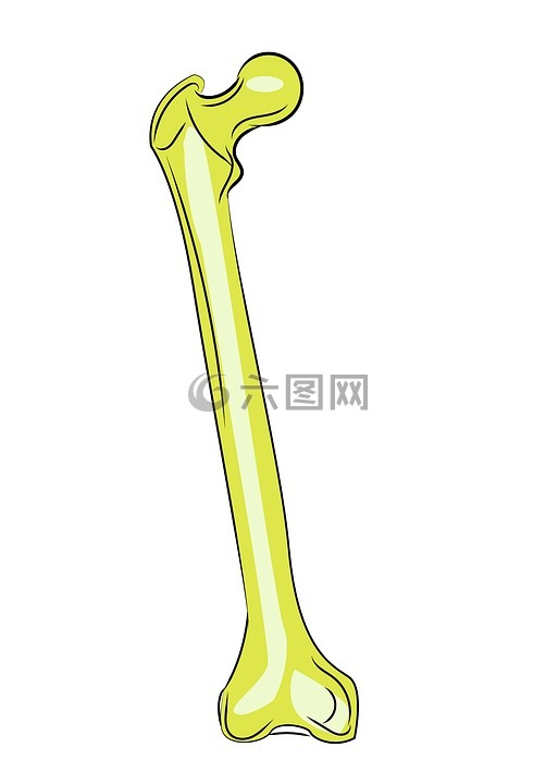 股骨,骨骼,解剖