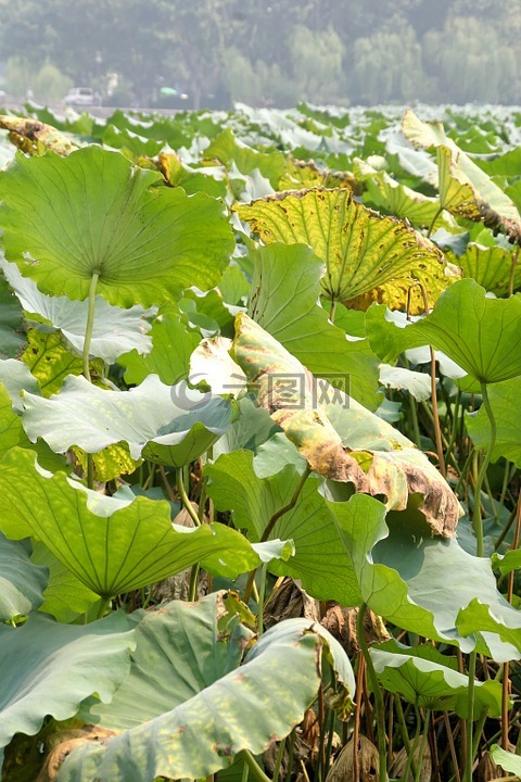 莲花,玫瑰水,池塘植物