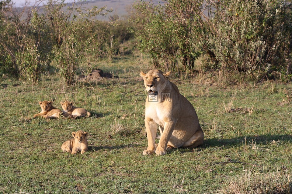 狮子,家庭,非洲