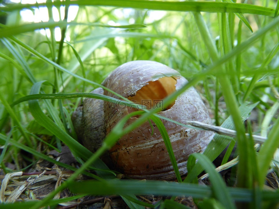壳,蜗牛,蜗牛壳