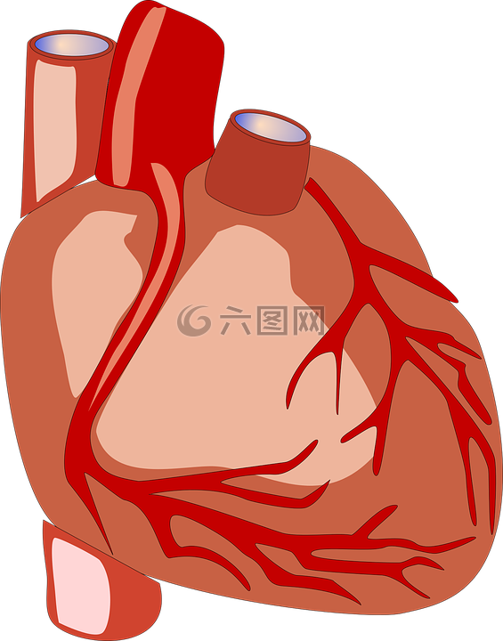 心,人的心脏,解剖
